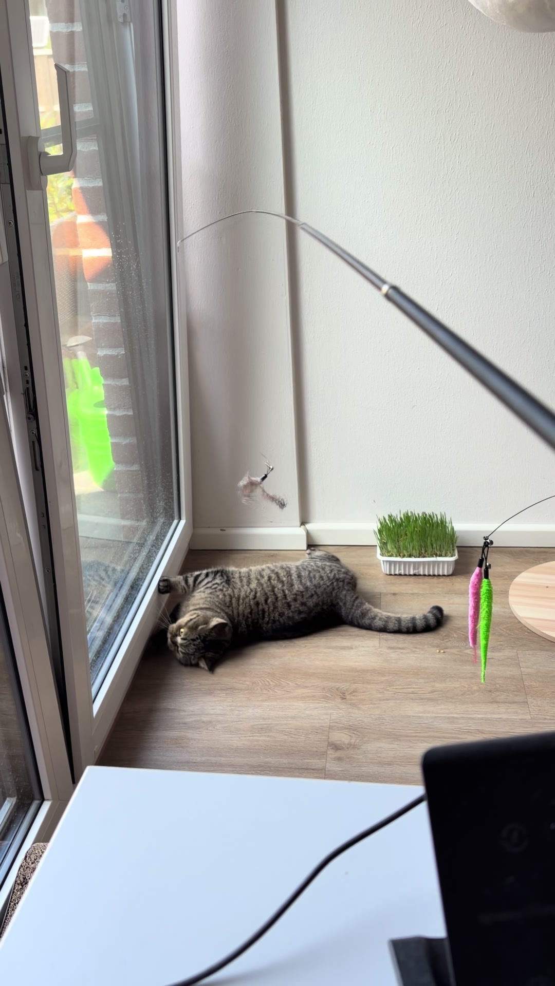 @Sonja_Kitty-Cat