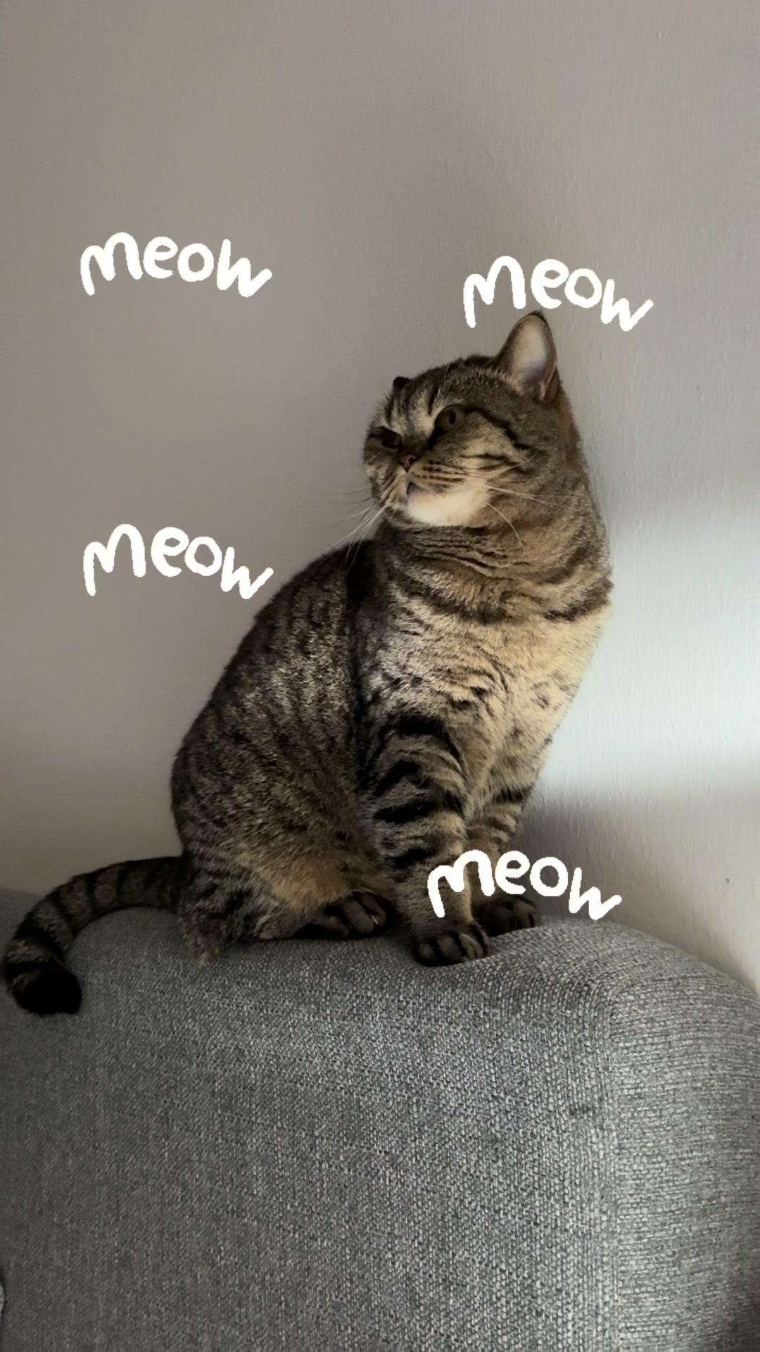 @Sonja_Kitty-Cat