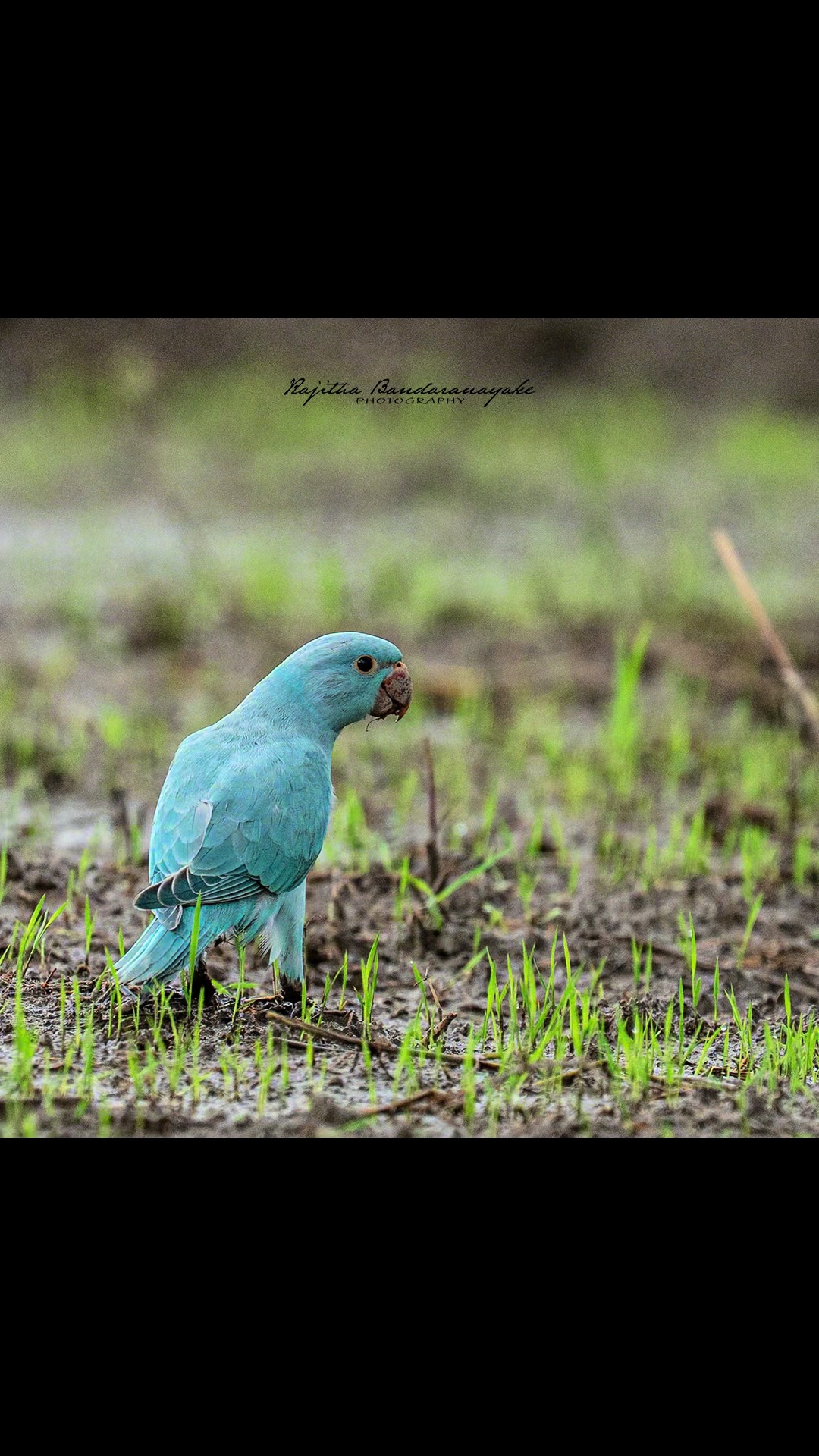 @ranmini 🇱🇰
