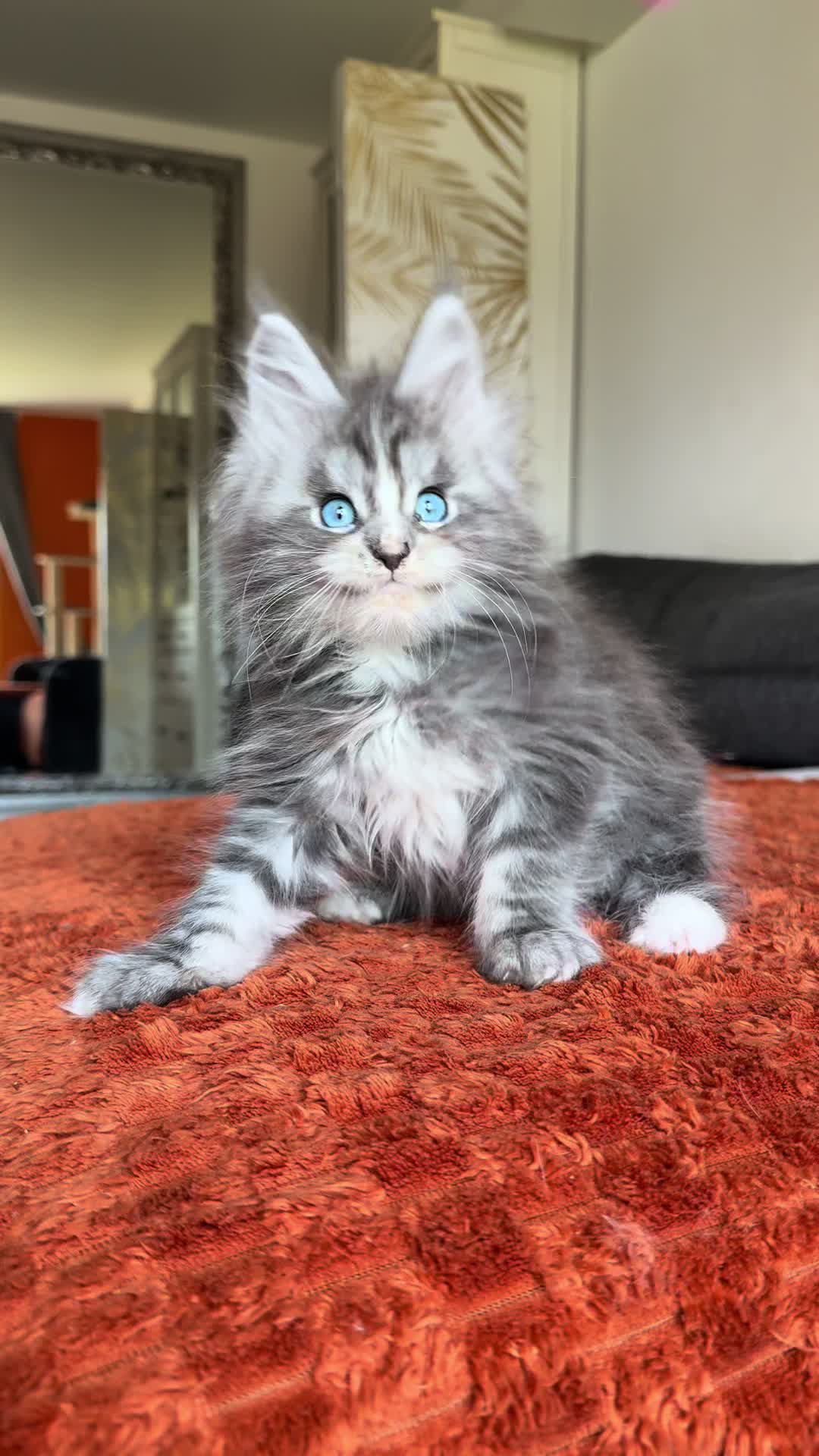 @WilderRegenbogenMaineCoon