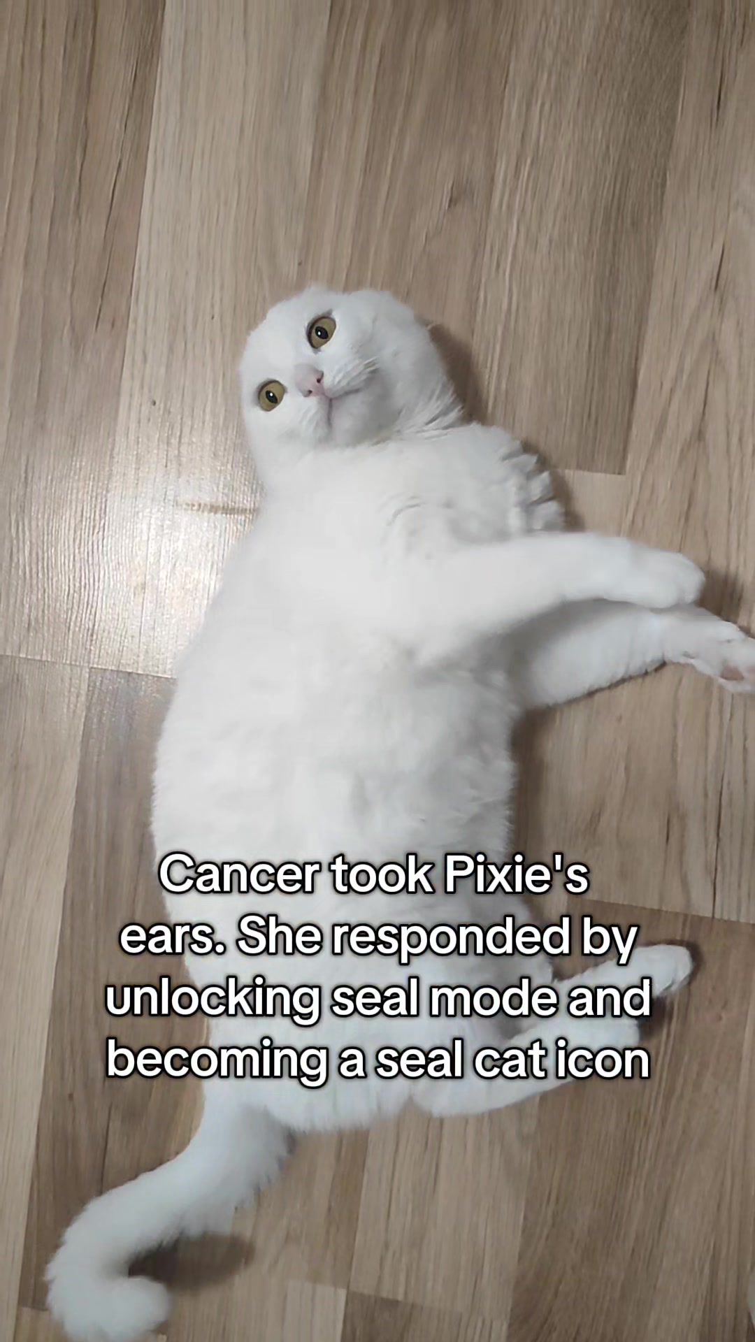 @Fluffy - the persian cat