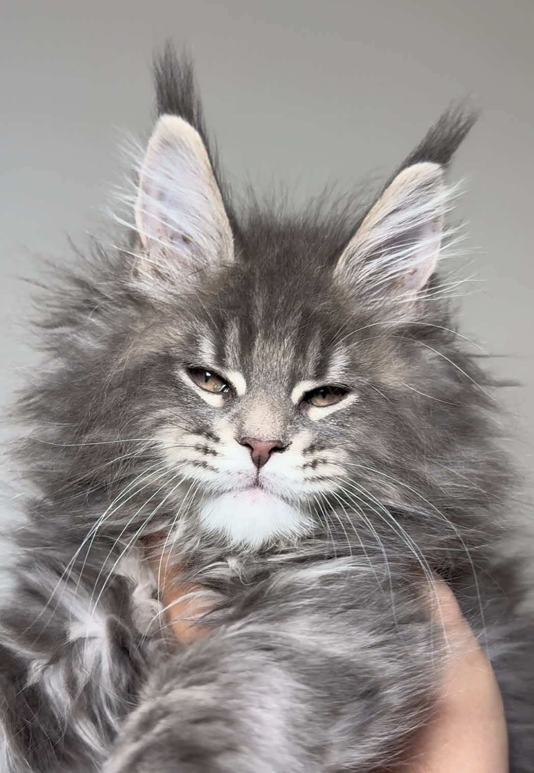 @MidwestGiantsMaineCoonCattery
