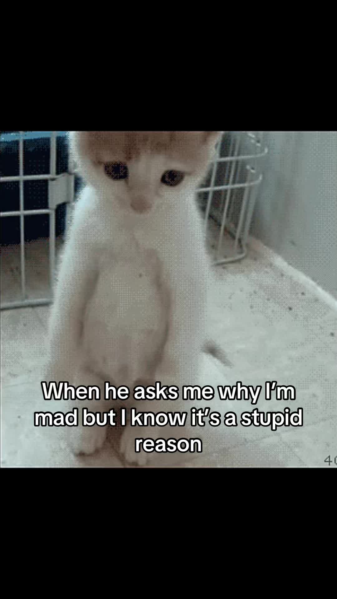 @LavanderCat