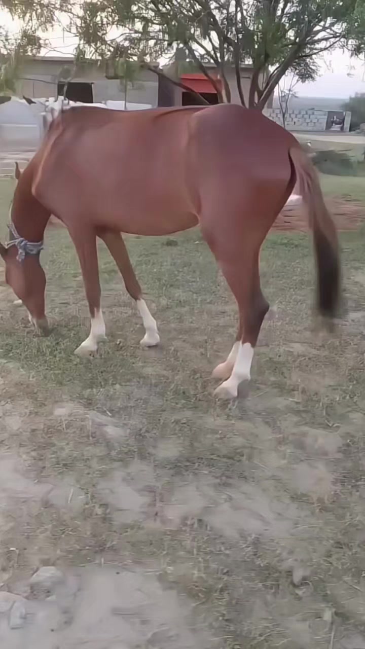 @hamara village sipyala🐴🐎🇵🇰