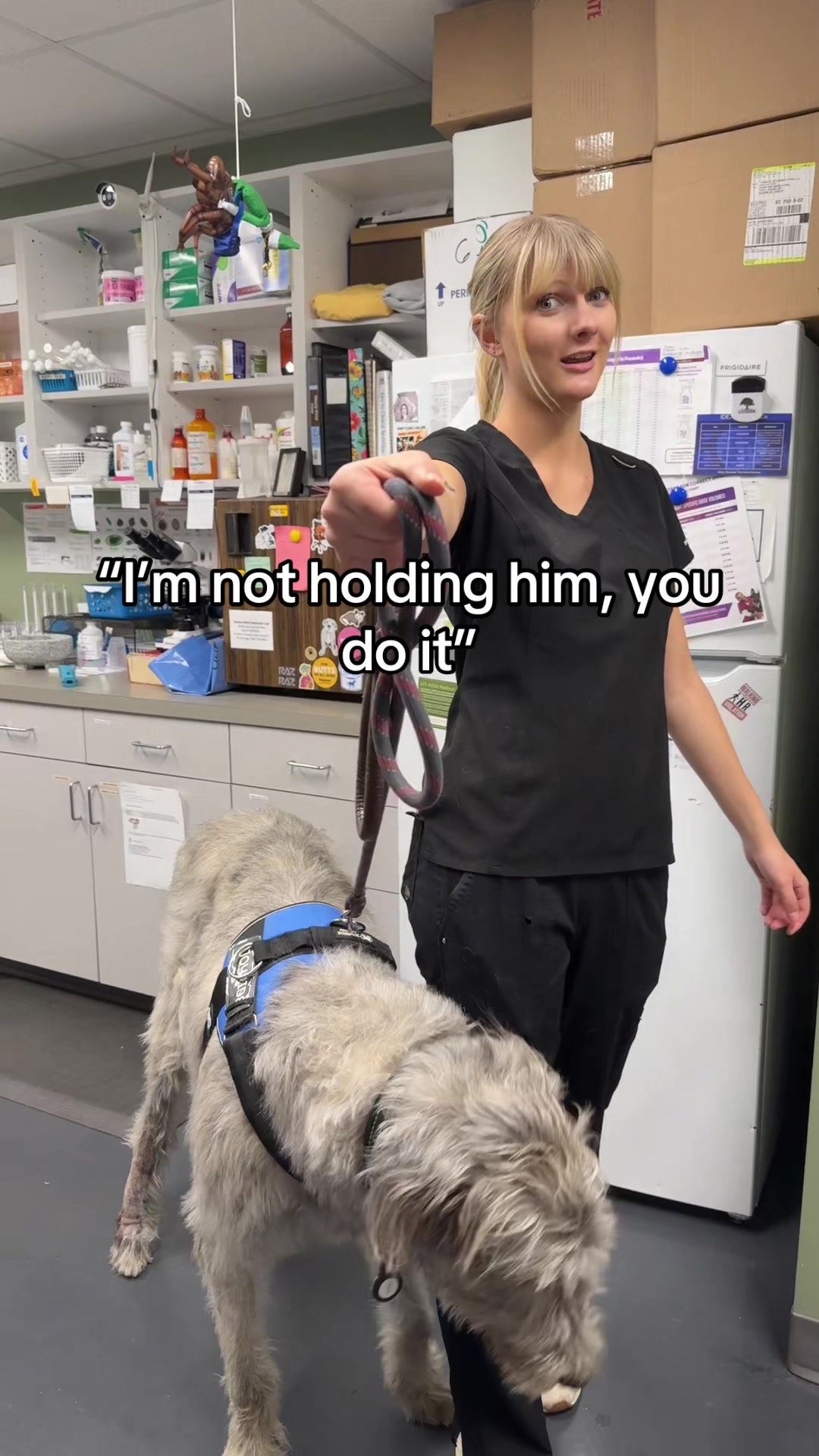 @Triangle Vet