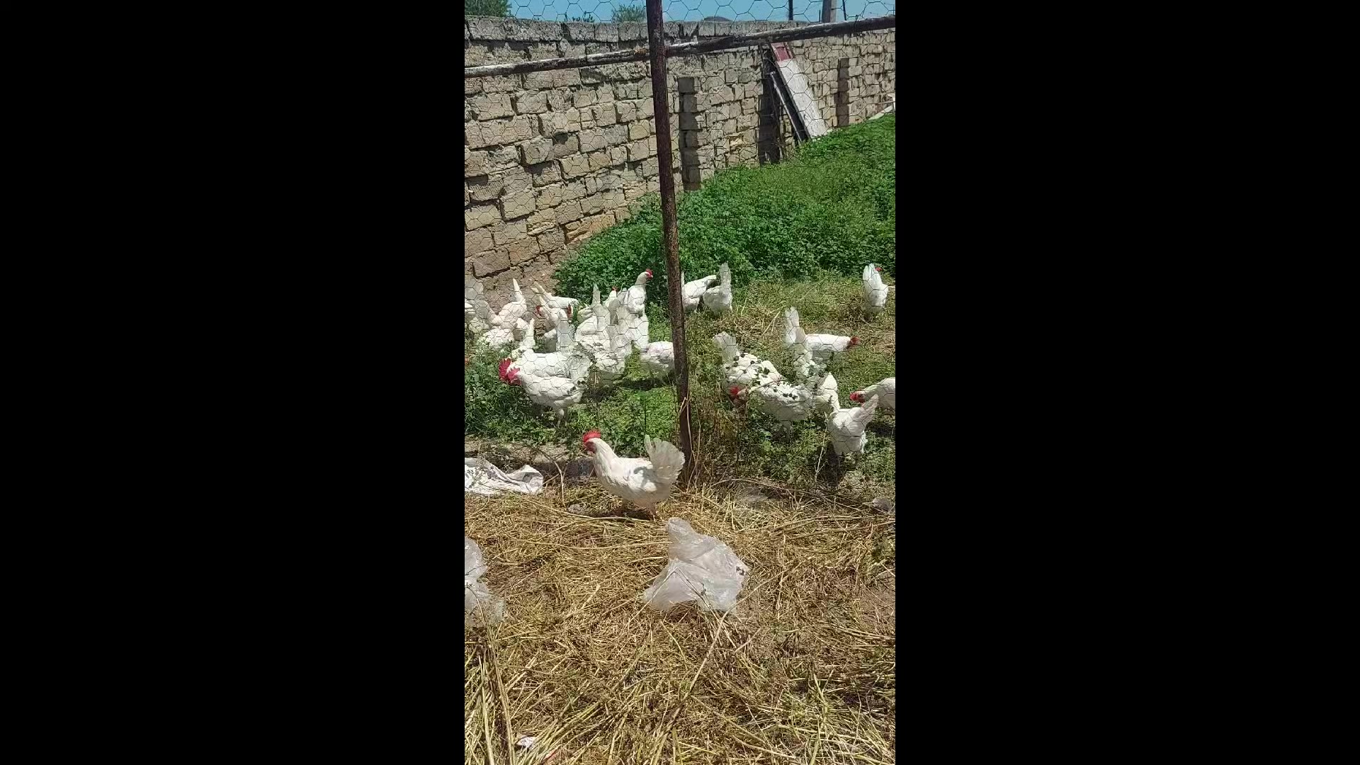 @Əziz K&uuml;rdəxanı FARM 𐱅𐰇𐰼𐰰
