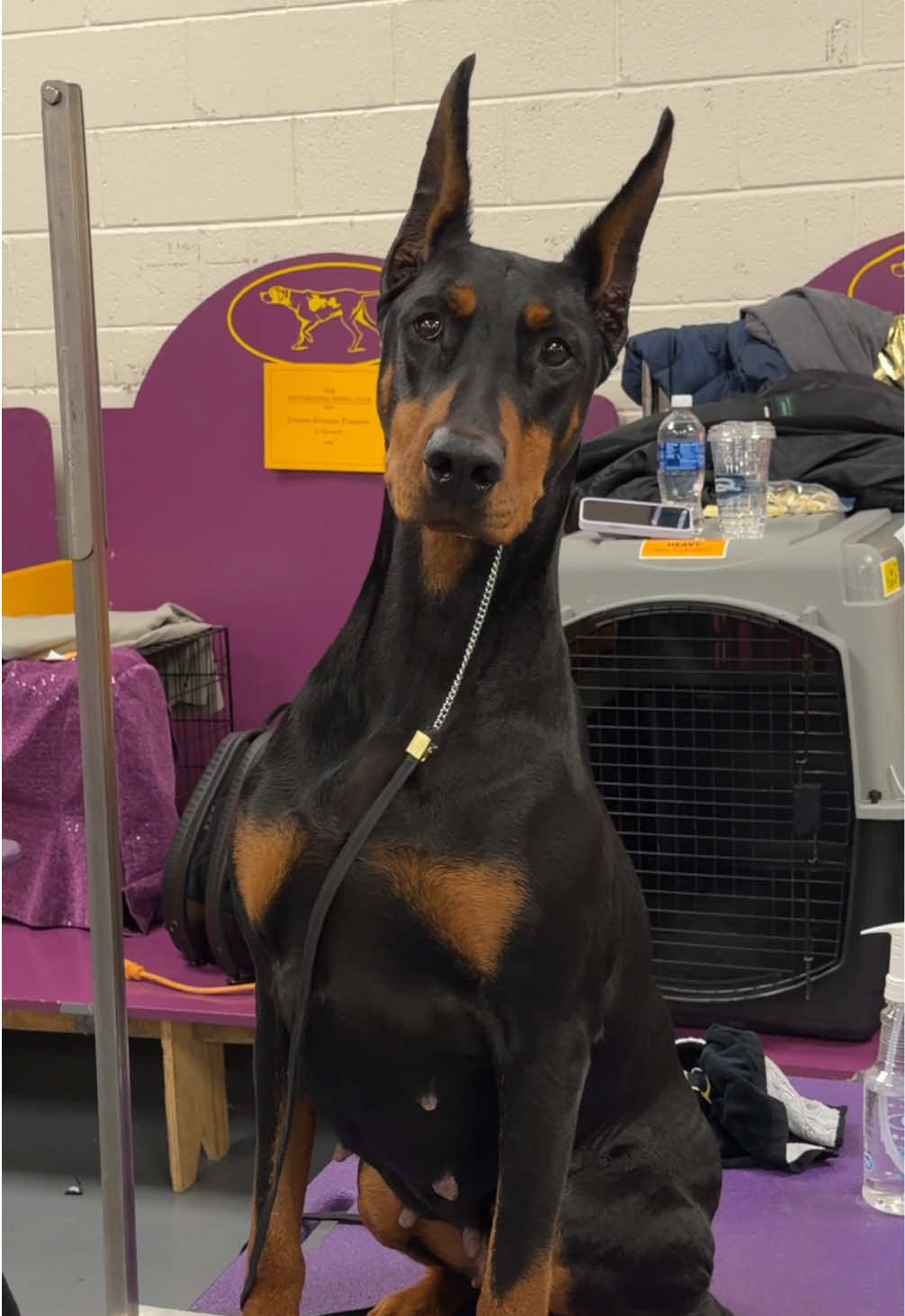 @Westminster Kennel Club