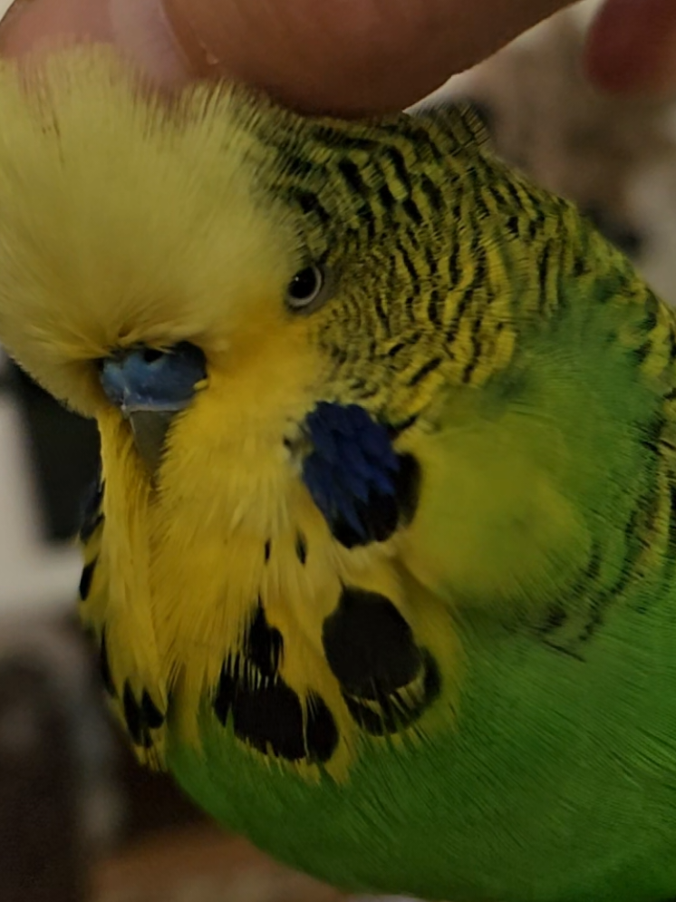 @Run Slow-Mo Charlie🦜