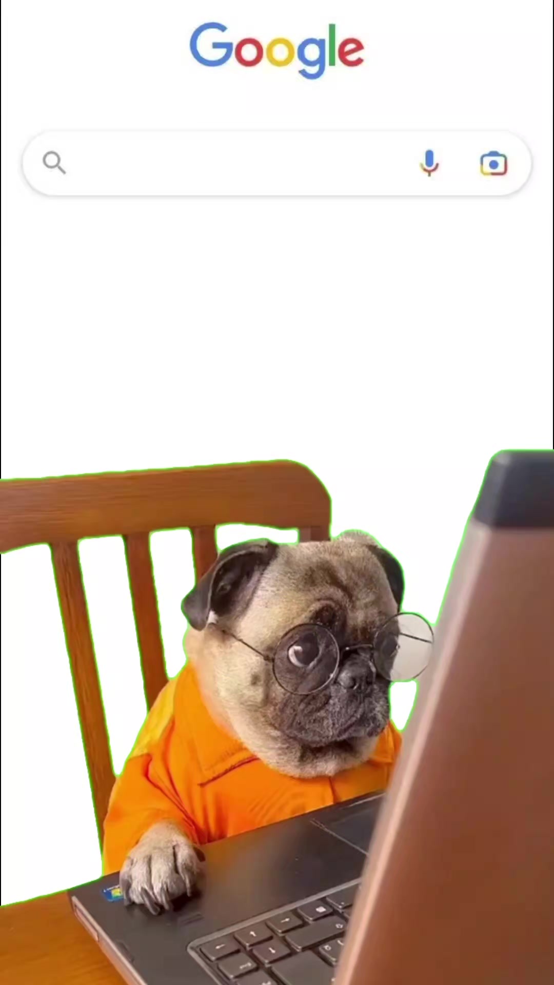 @Perrunos Veterinaria