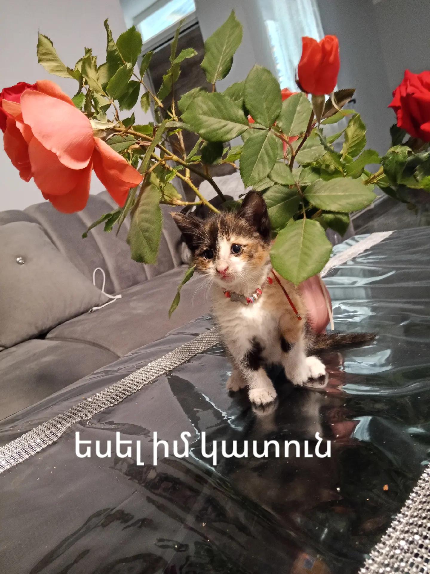 @Meri Sargsyan