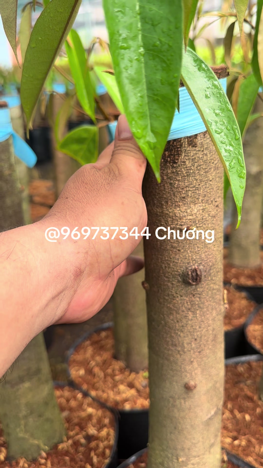 @Hùng Chương STCG Welofarm