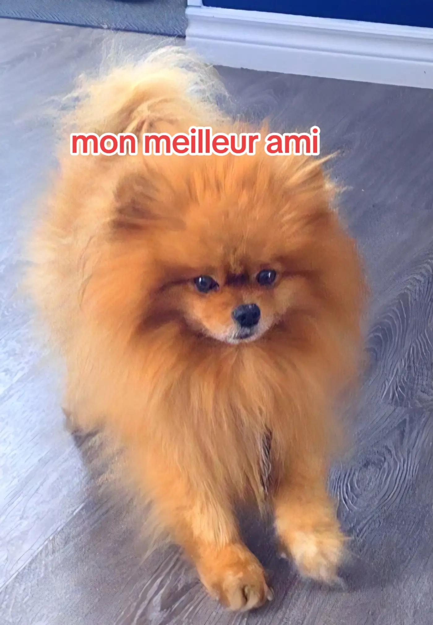 @merveille
