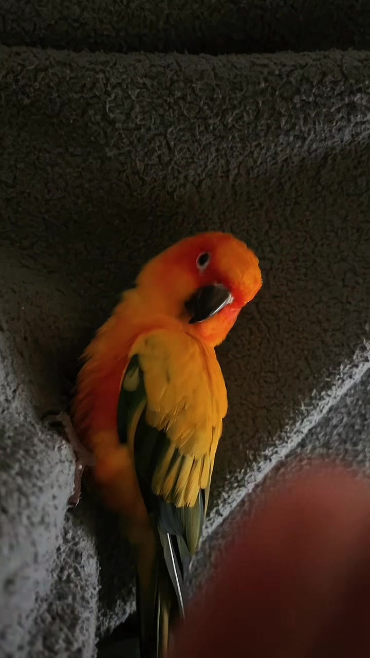 @Suncheepo🦜