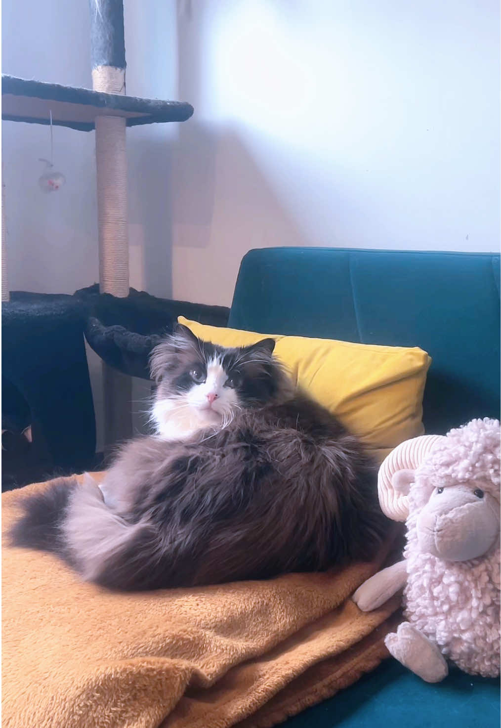 @Ted the ragdoll cat 🐾