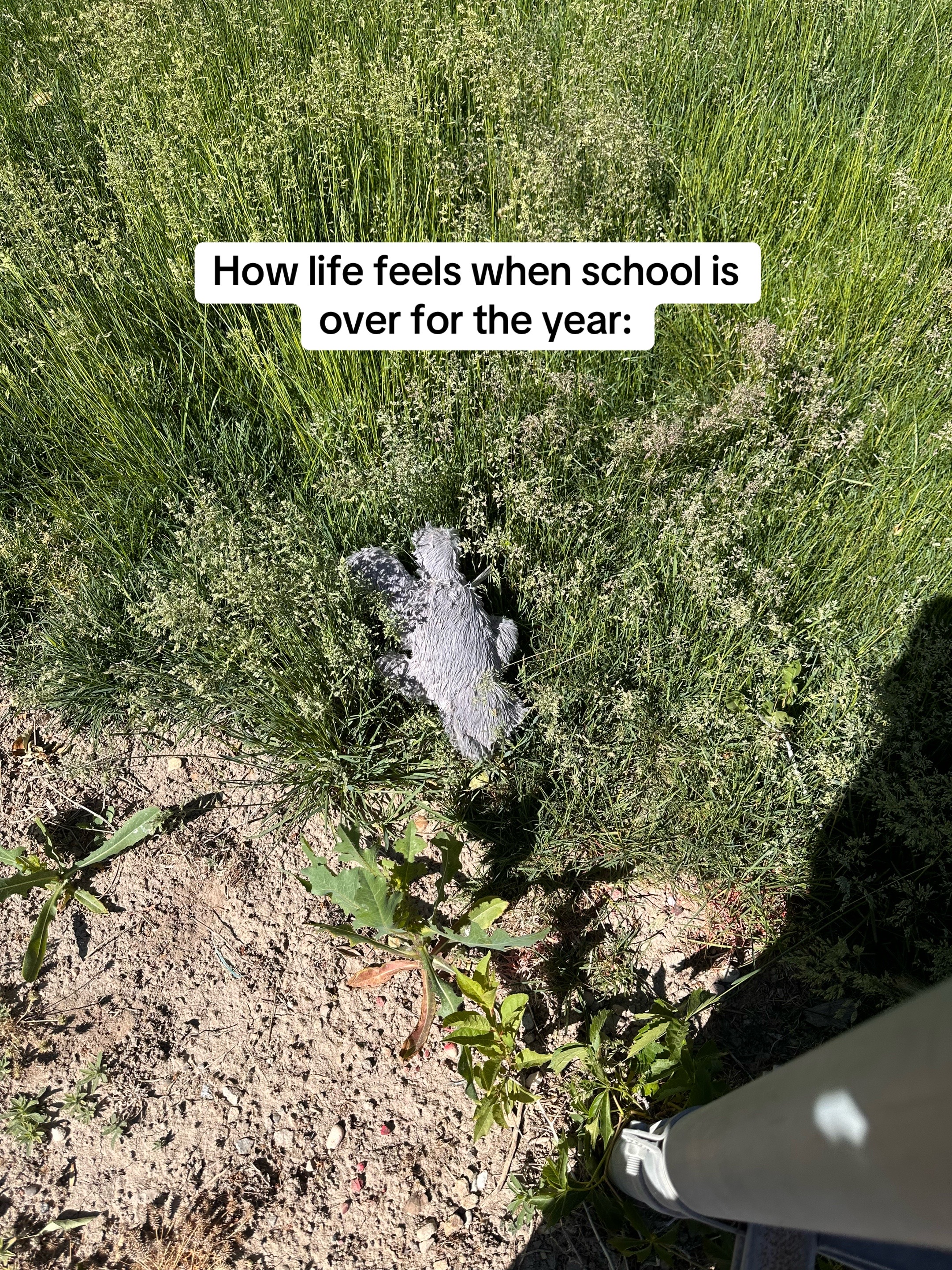 @sterling.the.cat