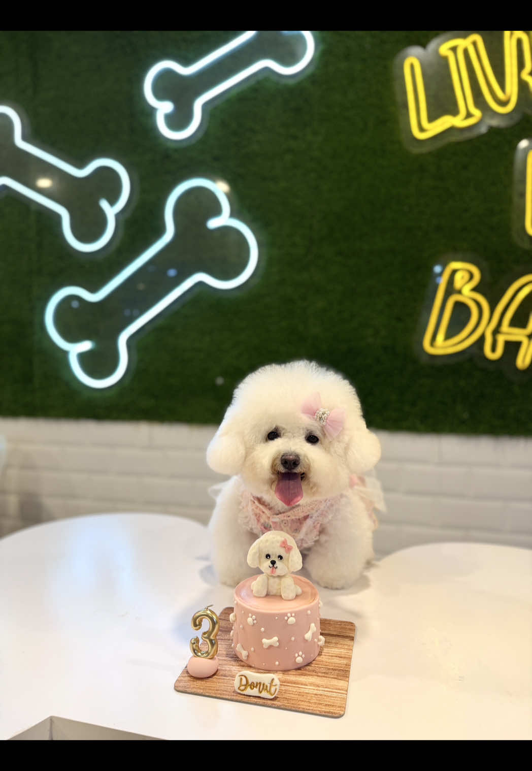 @Donut The Bichon