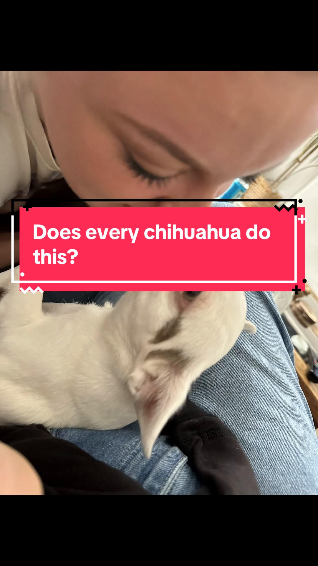 @My little Chi Chi