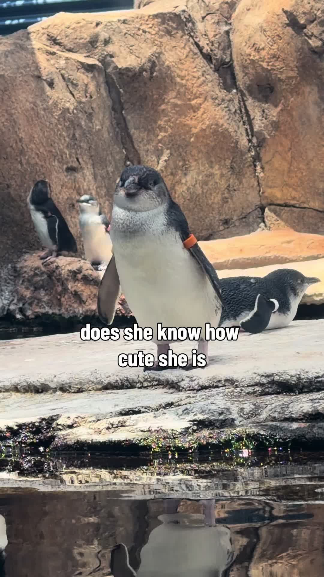 @daily dose of animals 🐾🦁🐬🦎