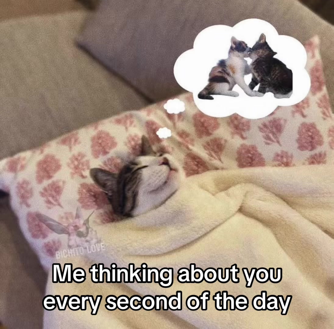 @LavanderCat