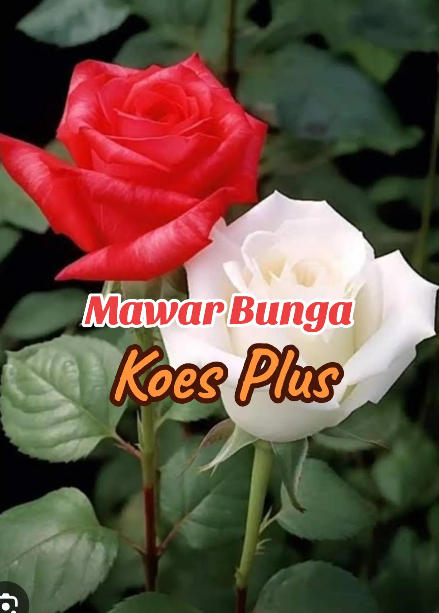 @WISNU BIROWO