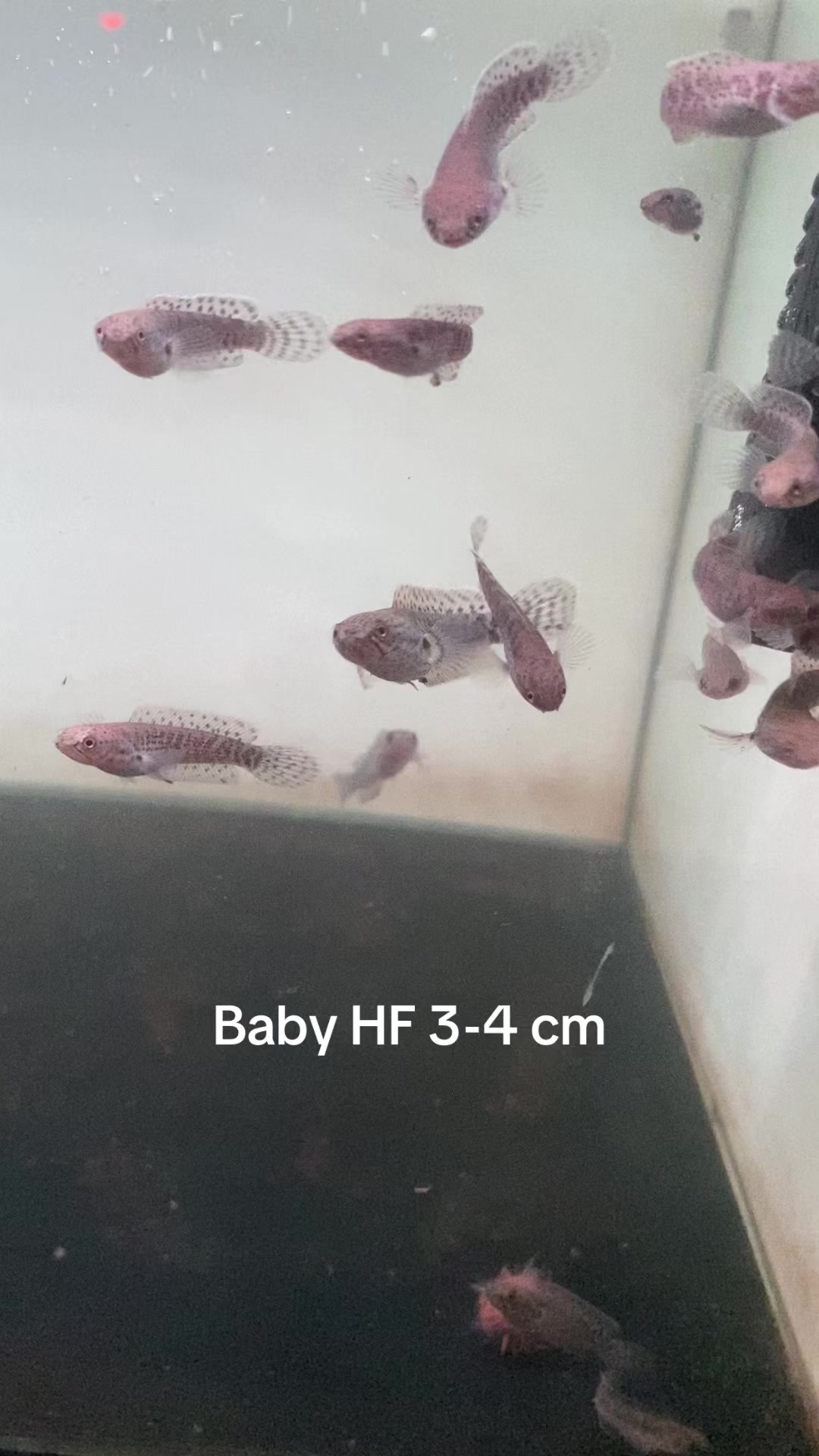 @RAP_Fish