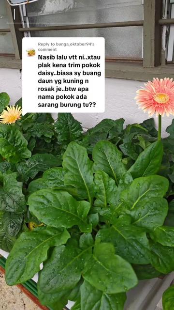@Ira Zulkifli