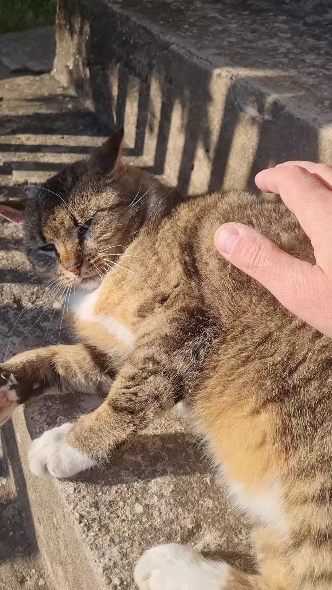 @Cat World