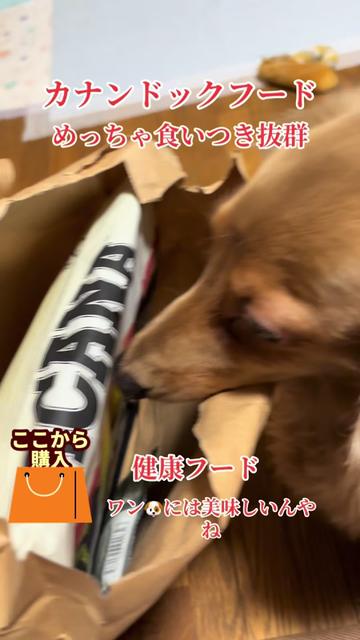 @ゆーゆ🐶🦔