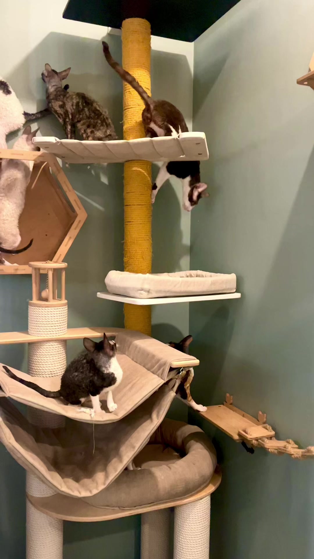 @patimolli_cattery