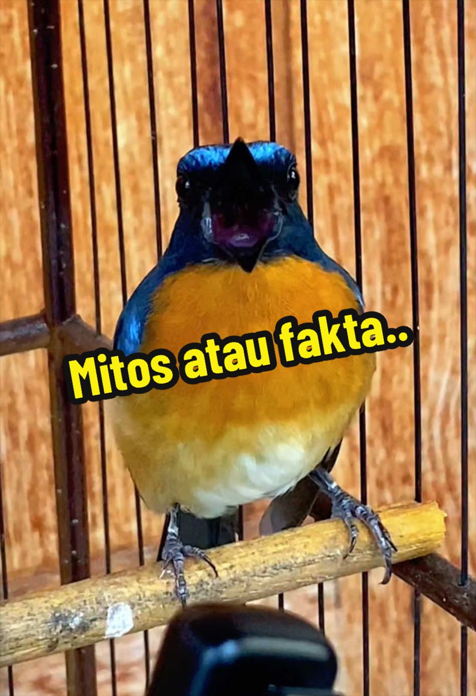@GeDang Manuk