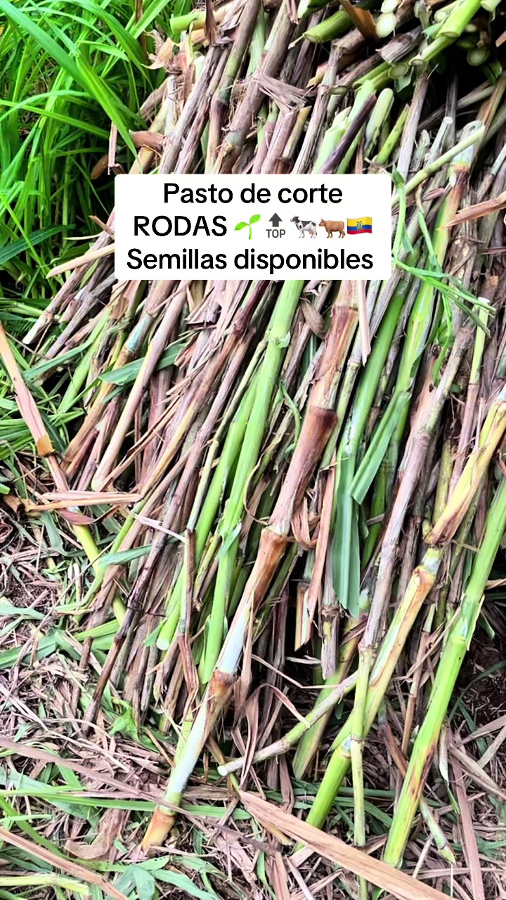 @Pastos y Leguminosas - Ecuador