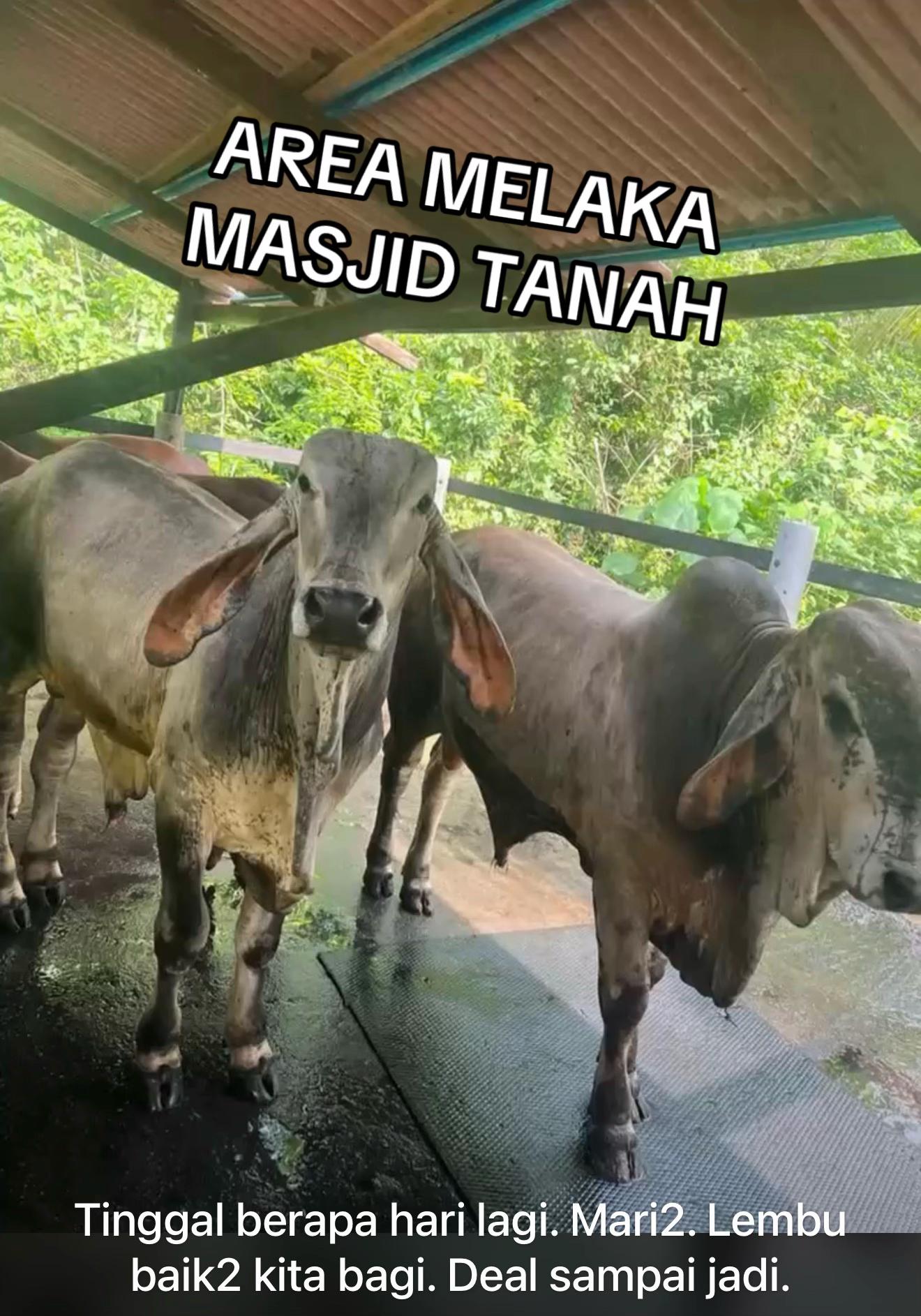 @Muhammad Ikmal Hakim