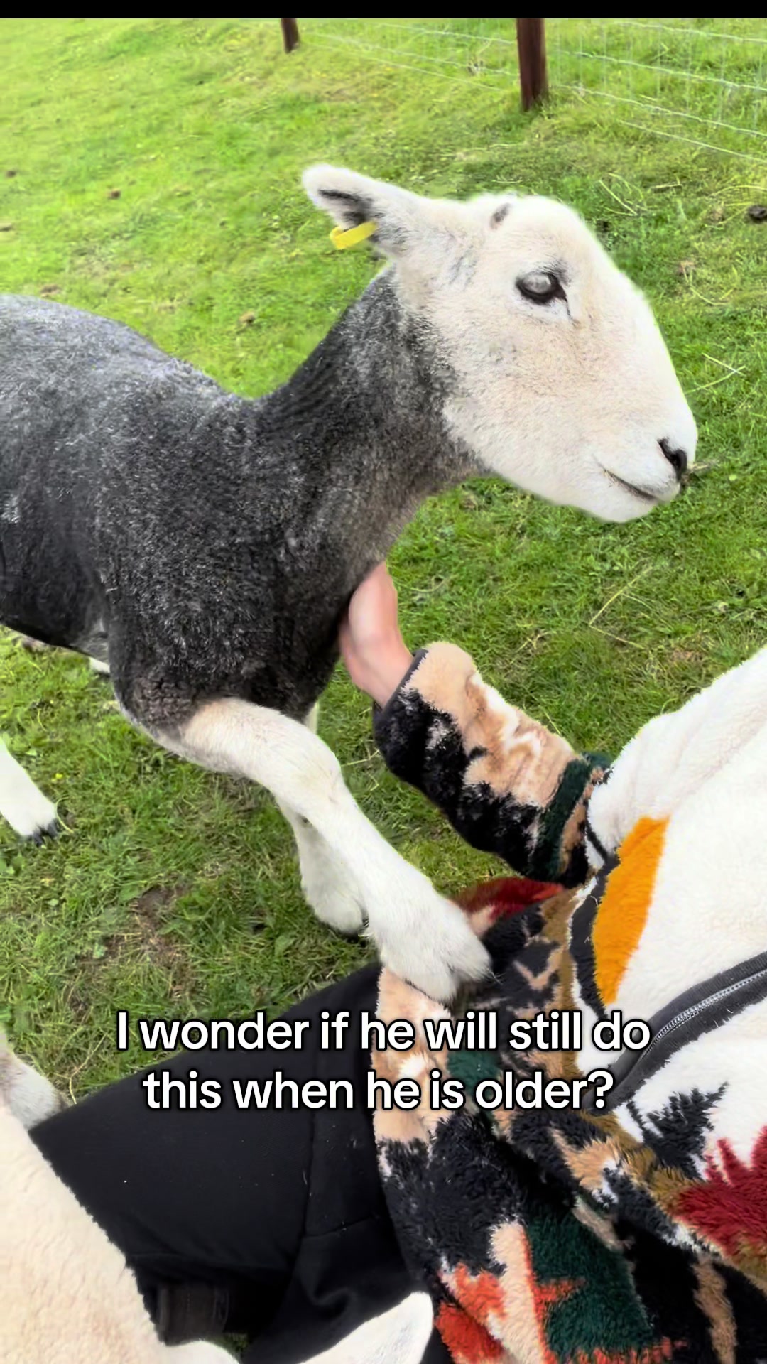 @Annie The Lamb