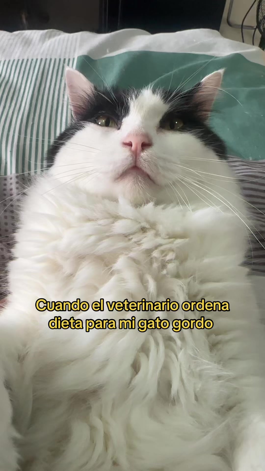 @pepe_el_gordillo