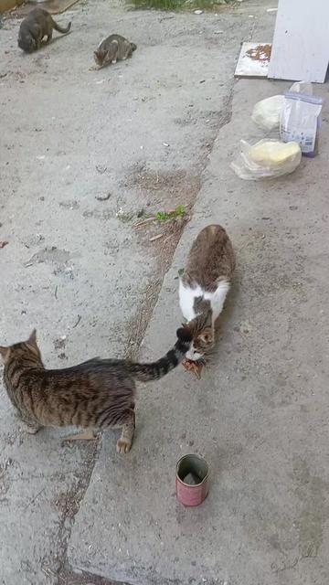 @Fatoş&ccedil;ırpan34