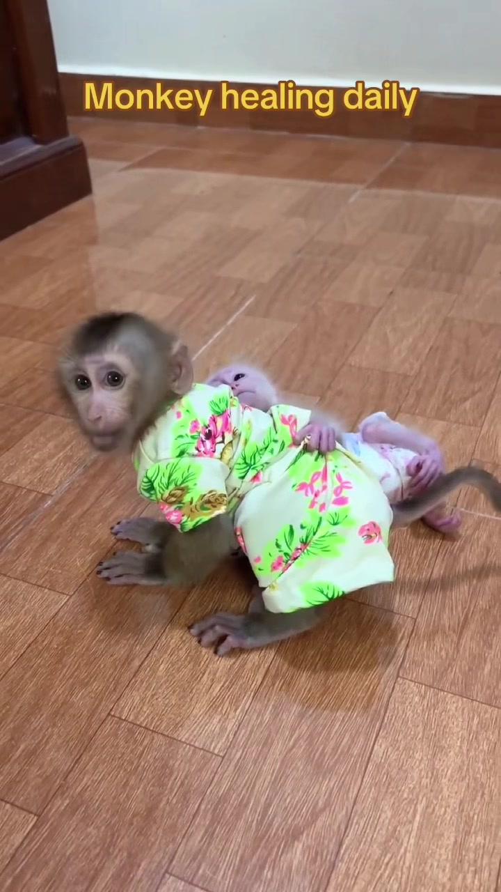@Baby Monkey Rescue