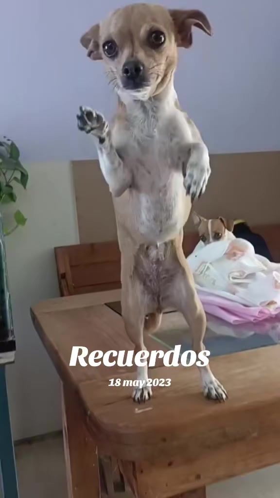 @luiselpollo95