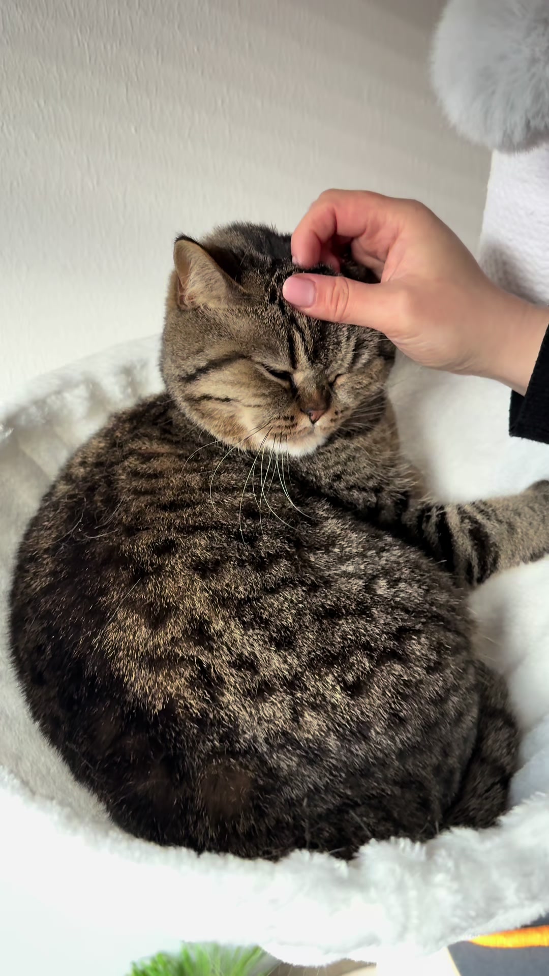@Sonja_Kitty-Cat