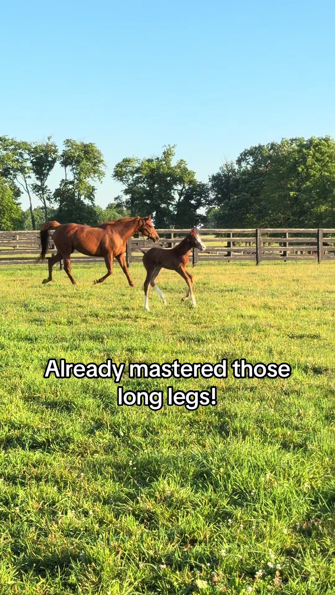 @MesingwFarm