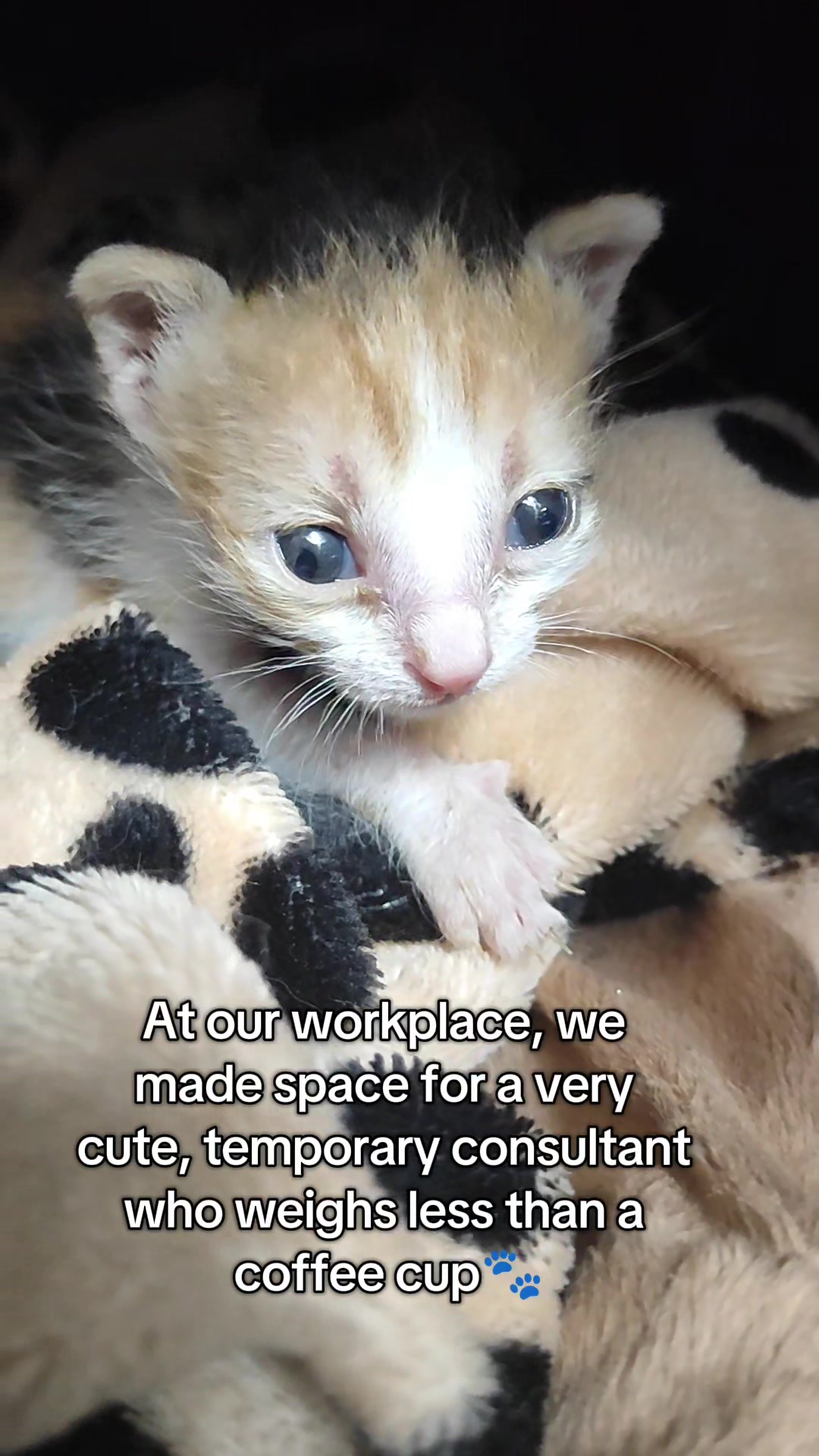 @Fluffy - the persian cat