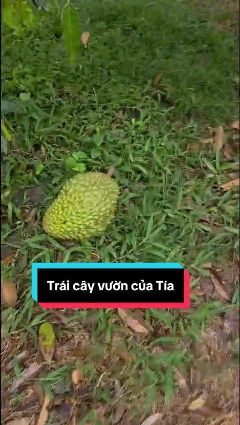 @Mậu Dần 1998