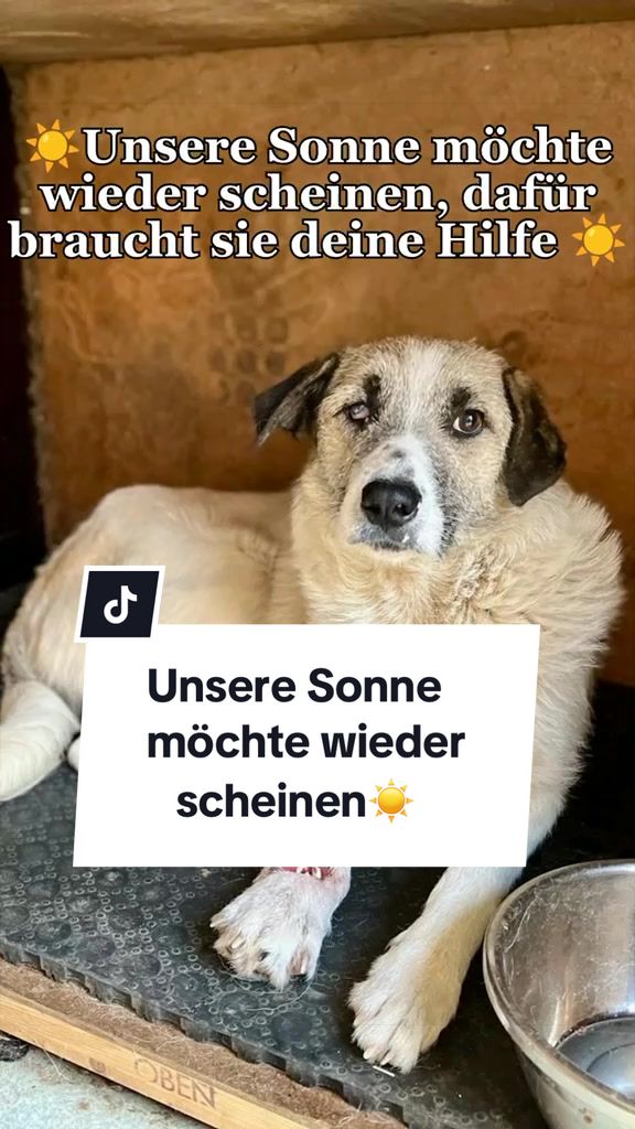 @Ein Herz f&uuml;r Streuner e.V.