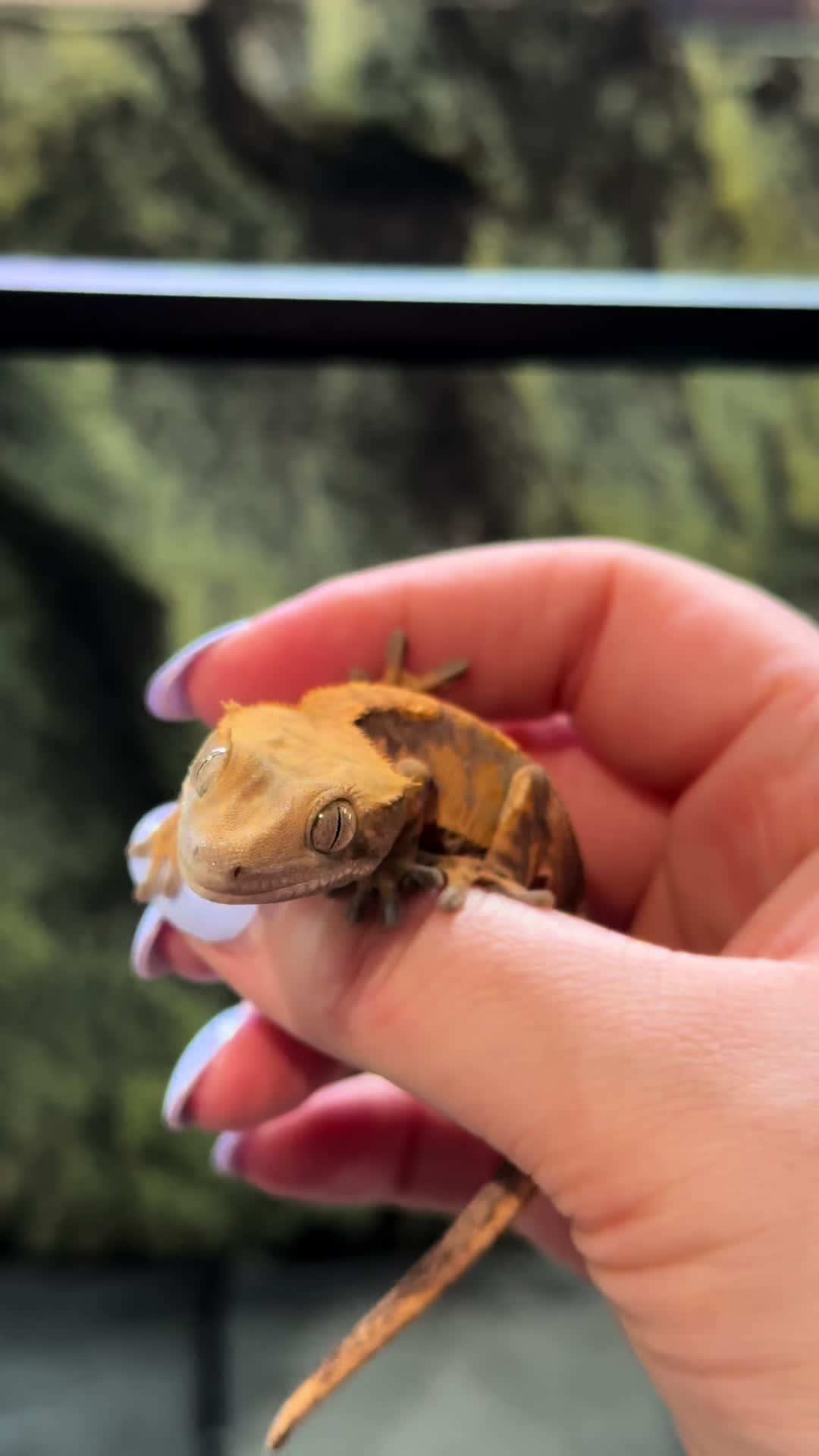 @pawsandcreepycrawlers