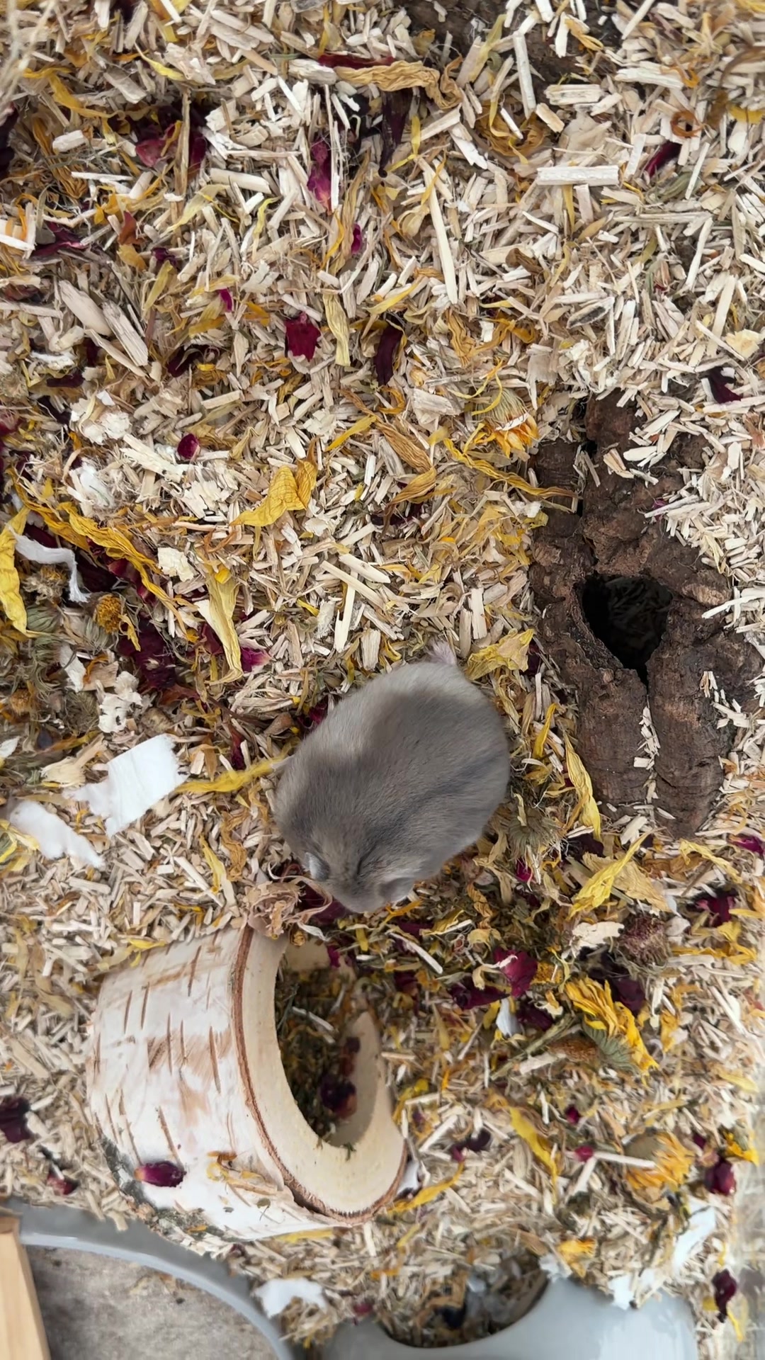 @peanutthehamster1