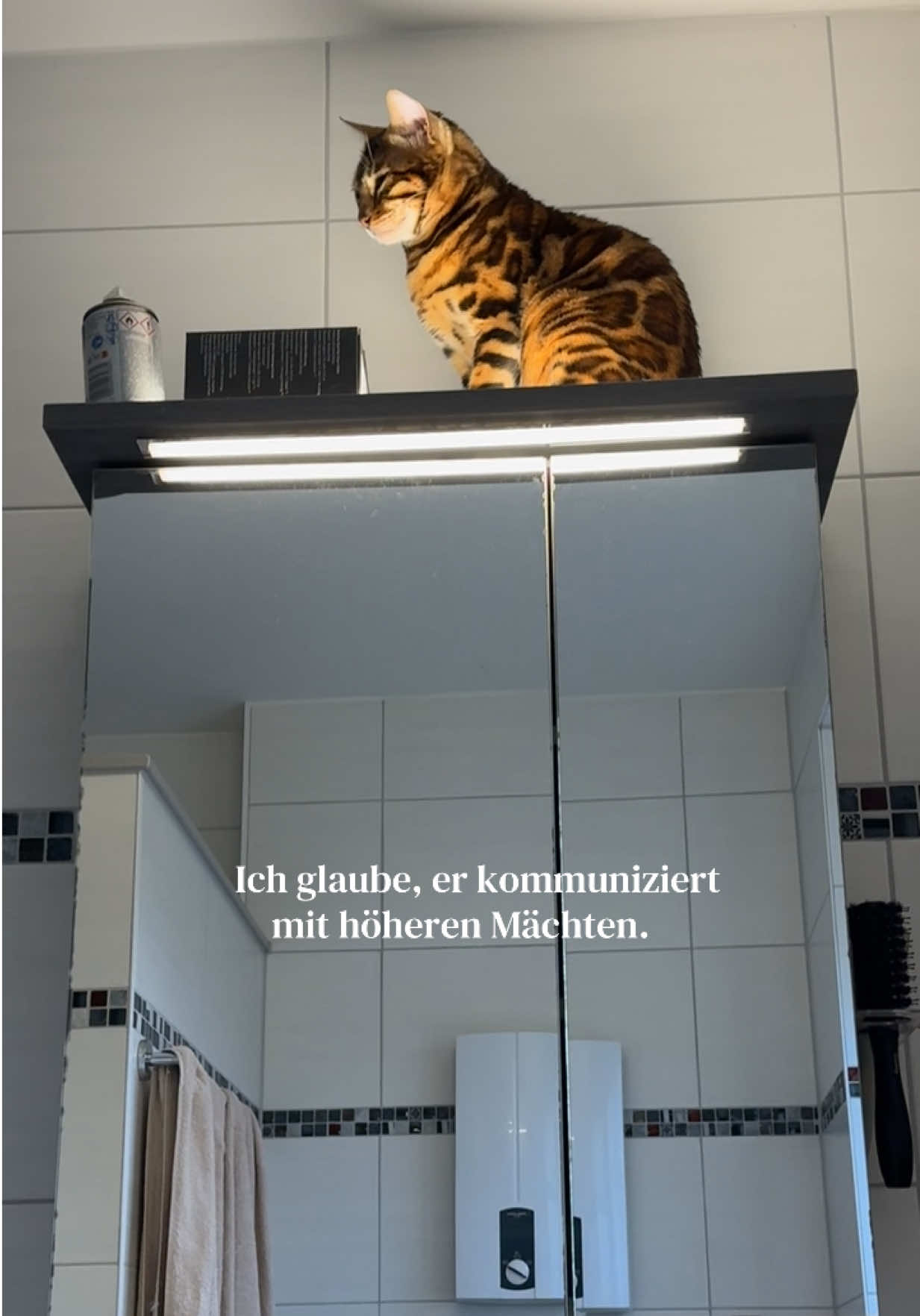@ALINA 🐆🤎