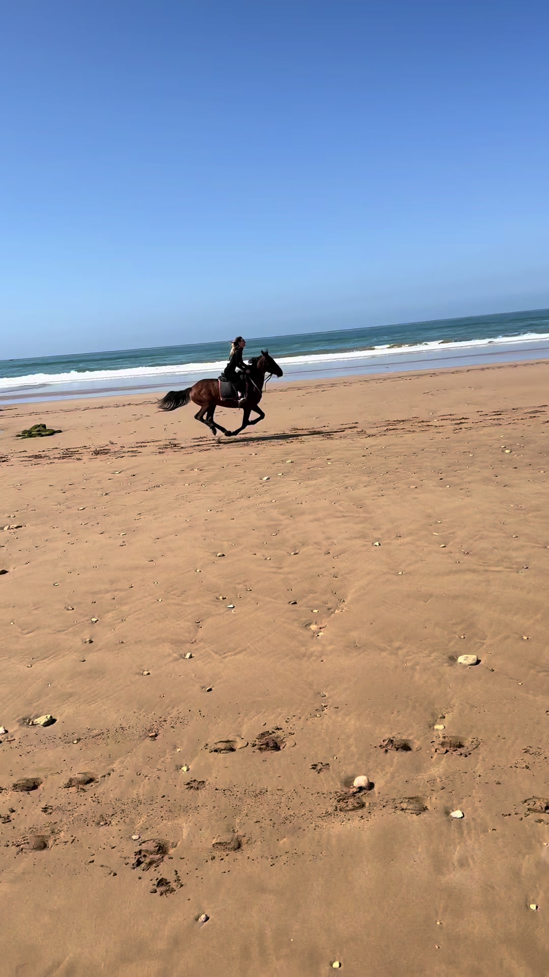 @Cheval_agadir