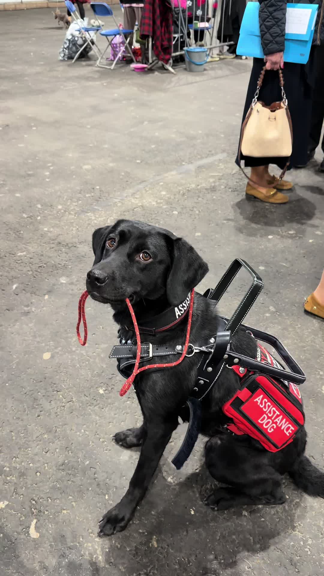 @themworkingdogs🏴󠁧󠁢󠁳󠁣󠁴󠁿