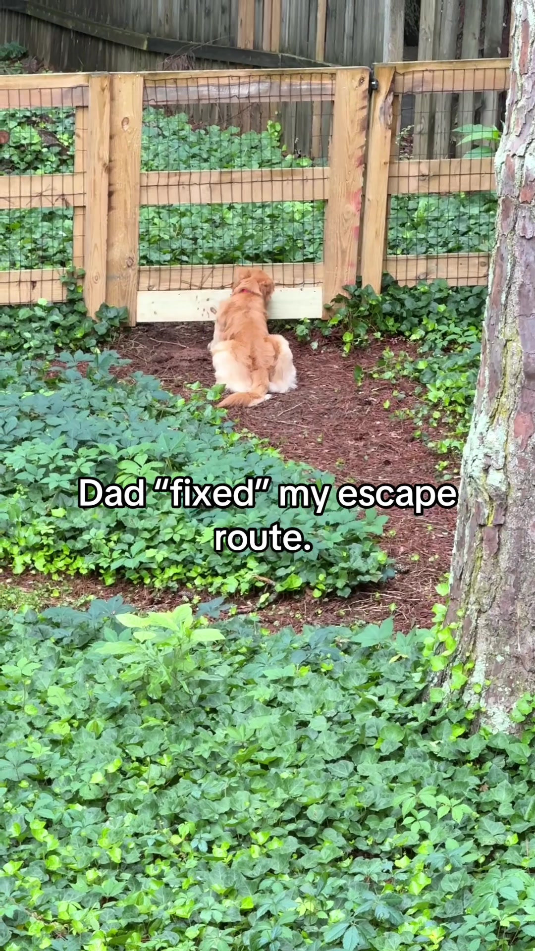 @Charlie the Golden