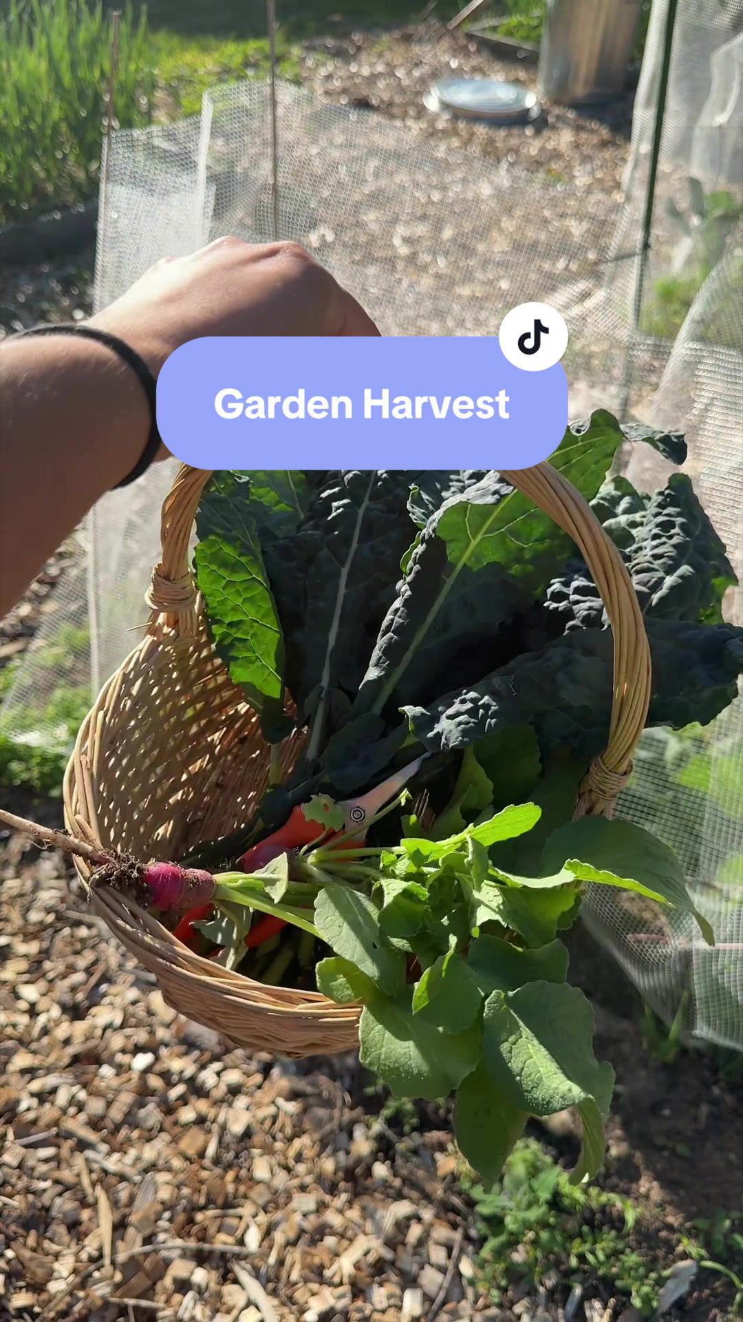 @Manica | zone 6a gardener