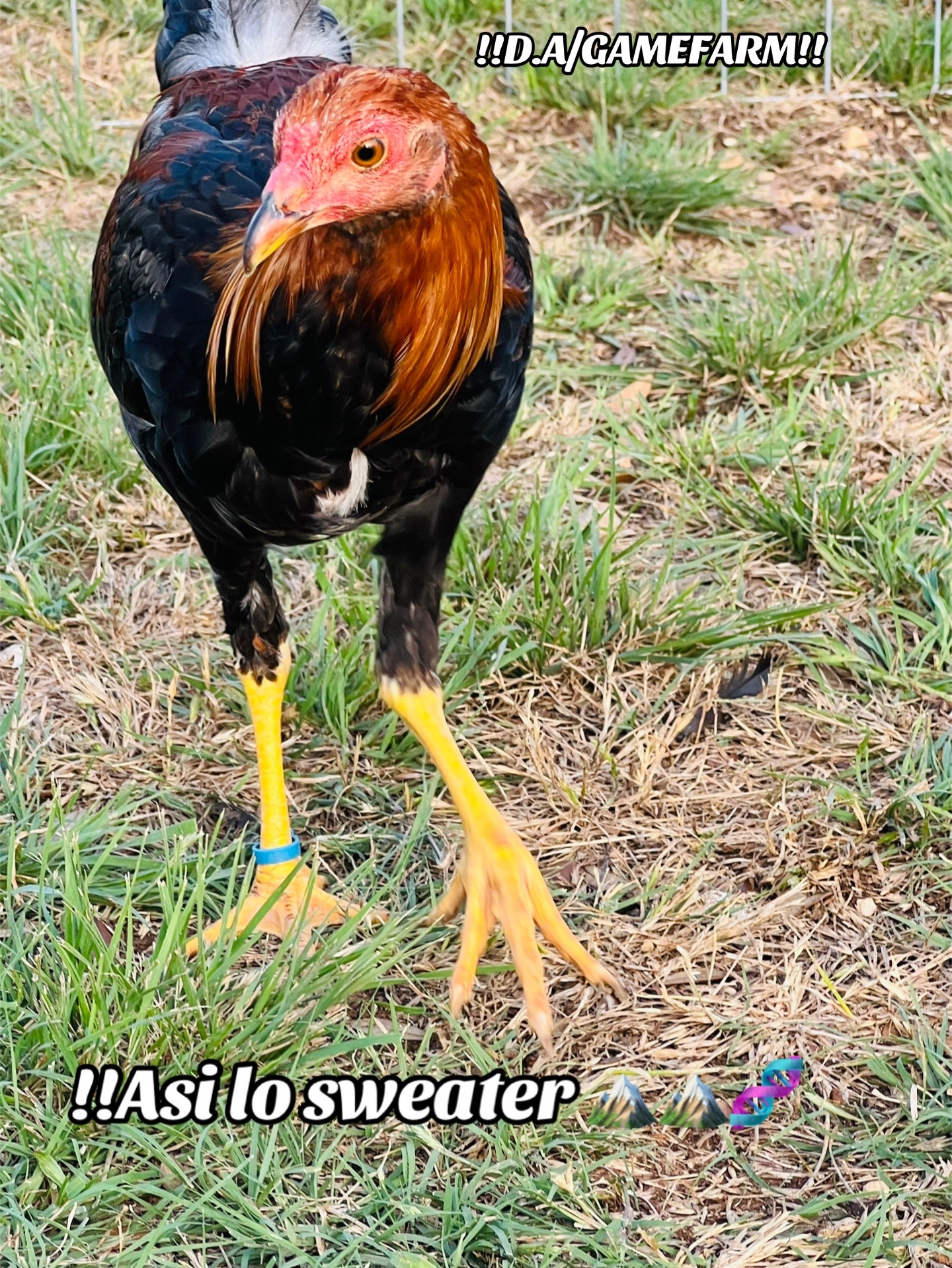 @DAgamefarm